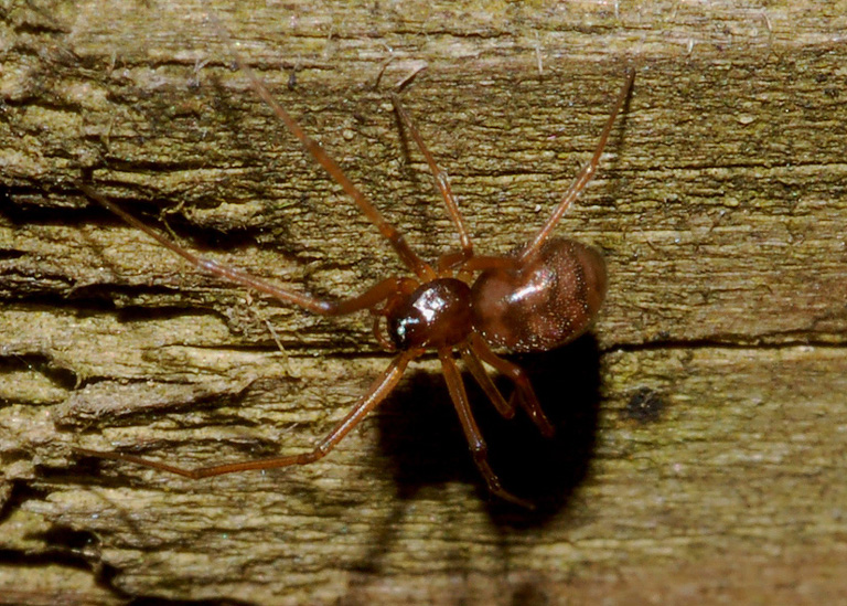 Enoplognatha sp. e Linyphiidae