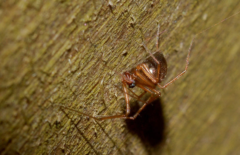 Enoplognatha sp. e Linyphiidae