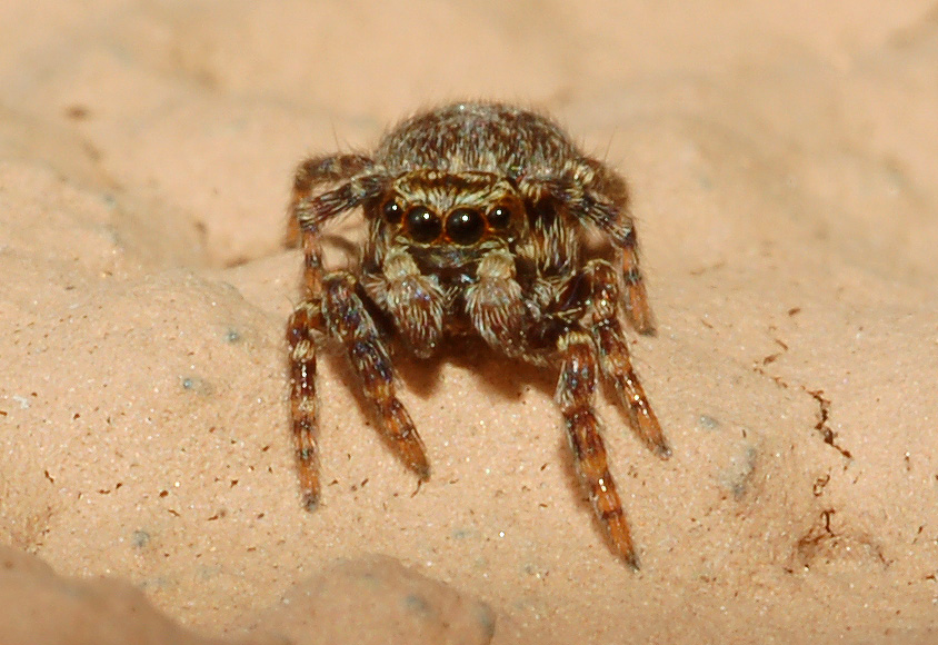 Pseudeuophrys sp.