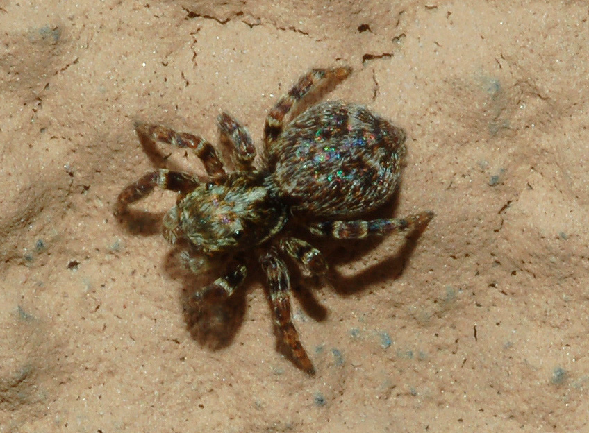 Pseudeuophrys sp.