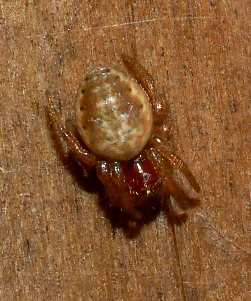 Araniella sp.