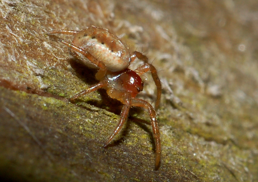 Araniella sp.