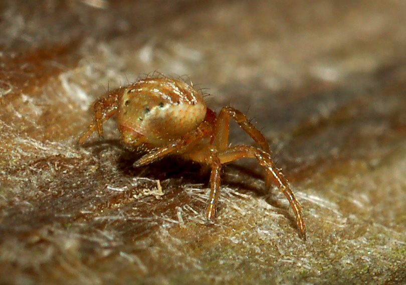 Araniella sp.