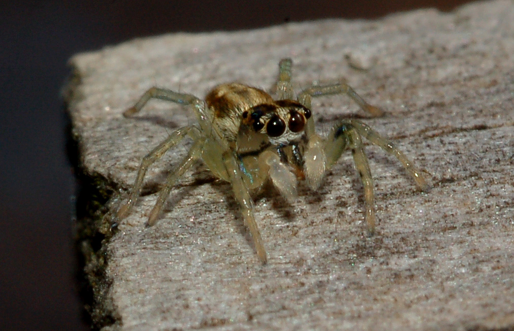 altro salticidae