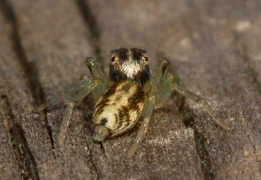 altro salticidae