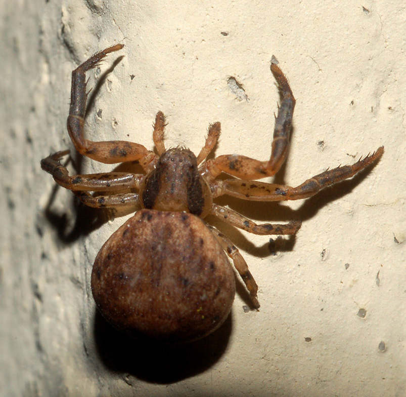 Thomisidae 