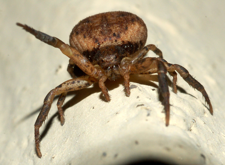 Thomisidae 