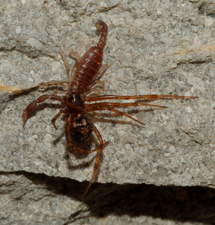 Euscorpius sicanus con preda (Steatoda triangulosa)