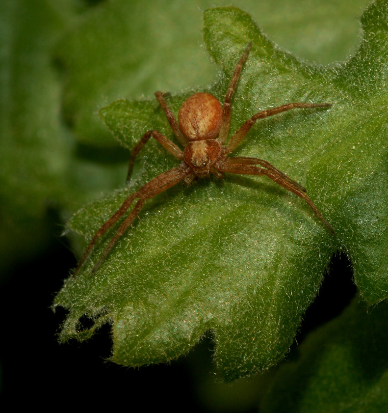 Philodromus sp,