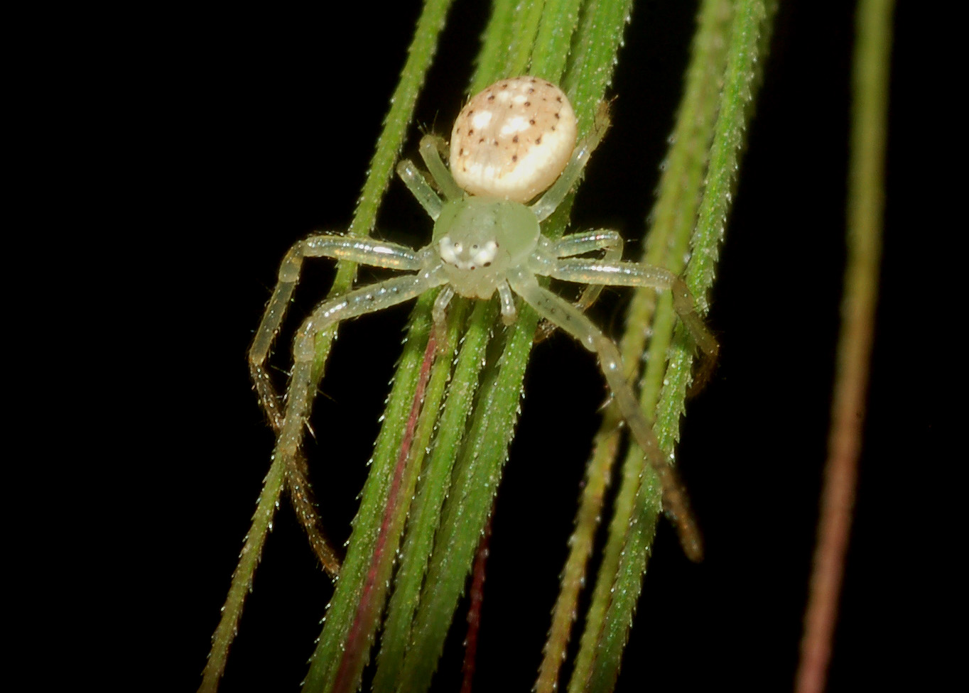 Thomisidae