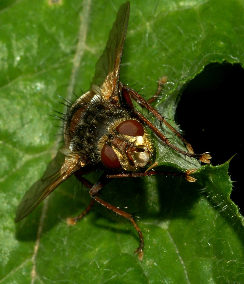 Tachina sp. (Tachinidae)
