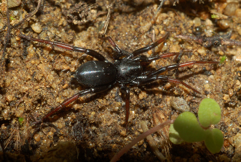 Gnaphosidae