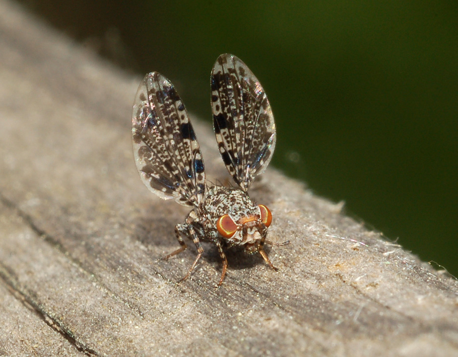 Callopistromyia annulipes (Macquart, 1855) - Ulidiidae