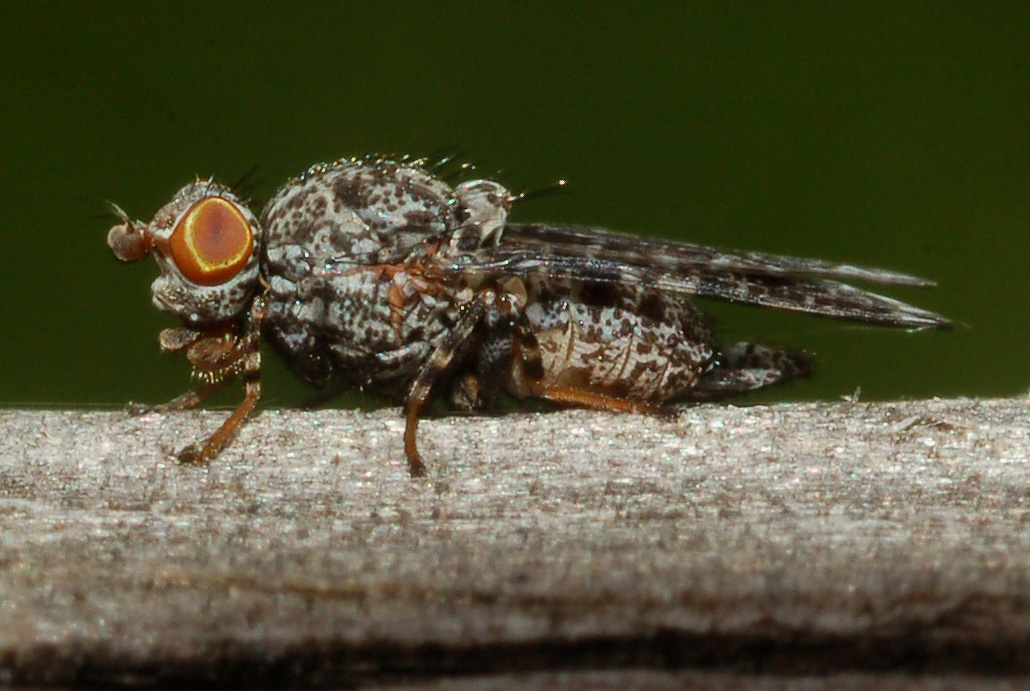 Callopistromyia annulipes (Macquart, 1855) - Ulidiidae