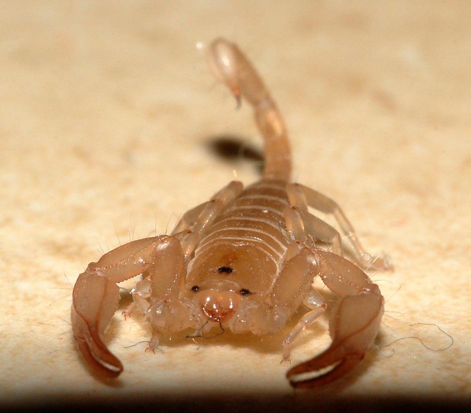 Euscorpius sp. giovane