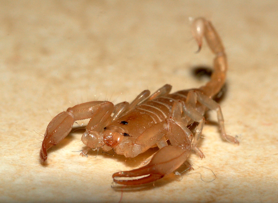 Euscorpius sp. giovane