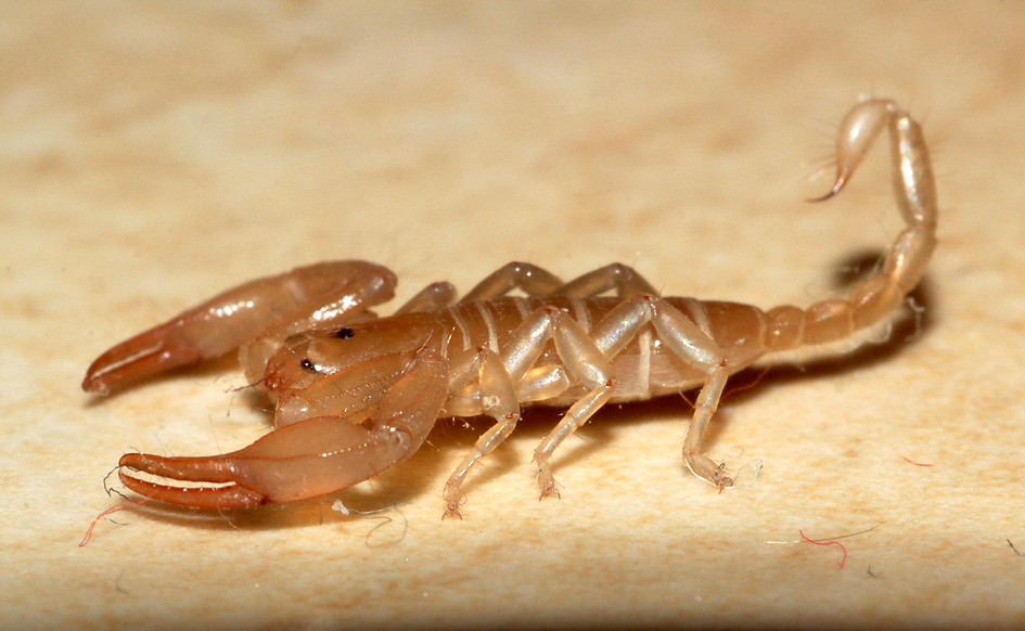 Euscorpius sp. giovane