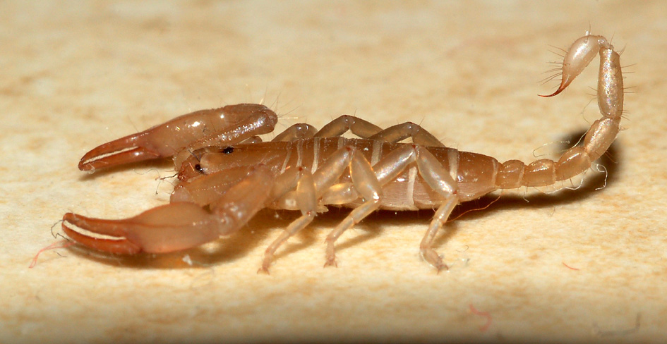 Euscorpius sp. giovane