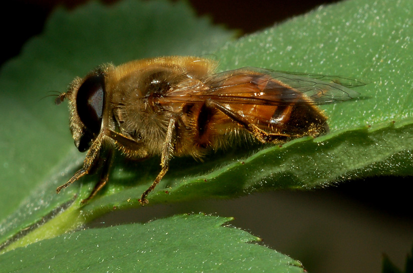 Eristalis tenax  (Syrphidae)