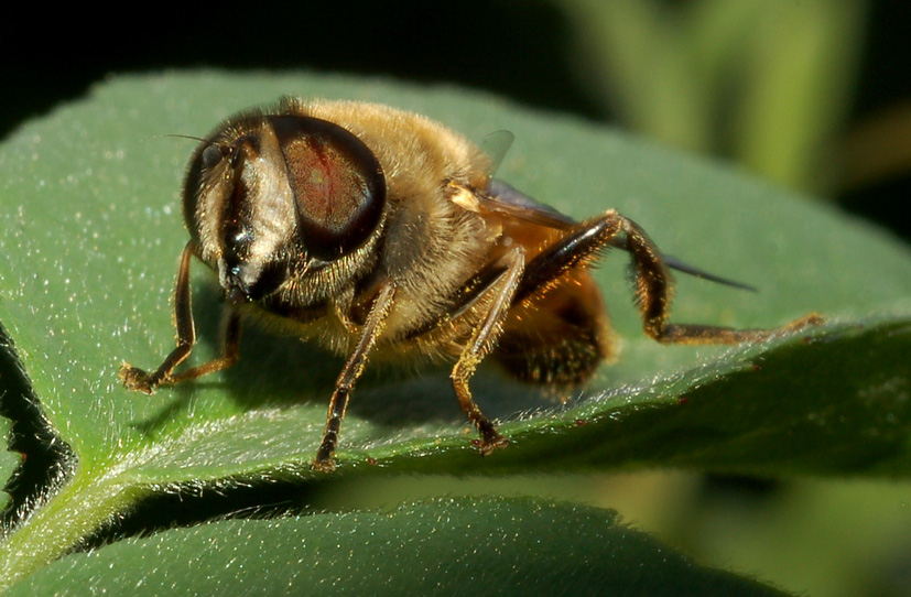 Eristalis tenax  (Syrphidae)