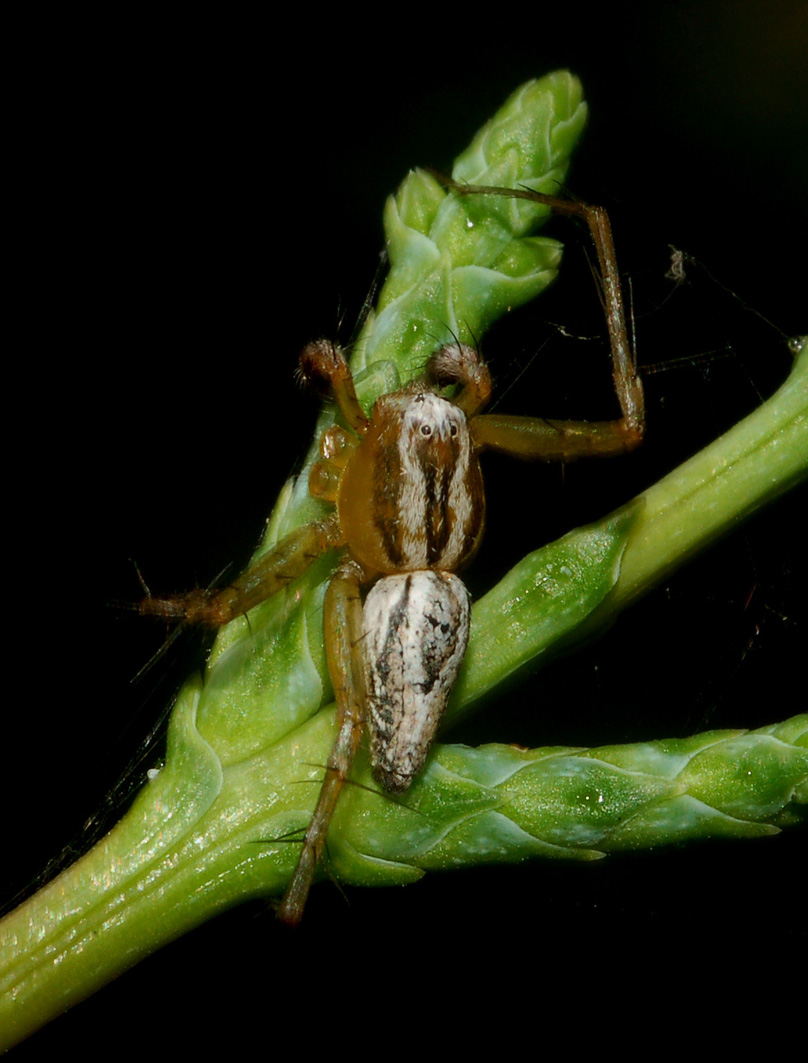 Oxyopes sp.