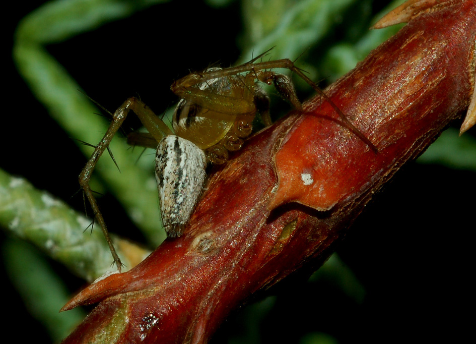 Oxyopes sp.