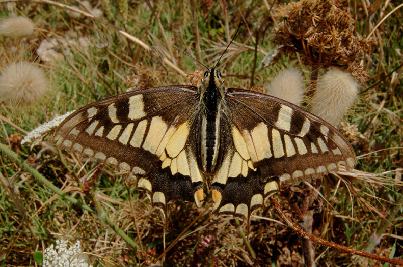 conferma papilio hospiton