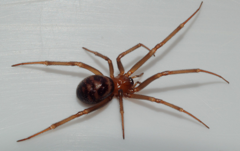 steatoda (forse)...sarda!