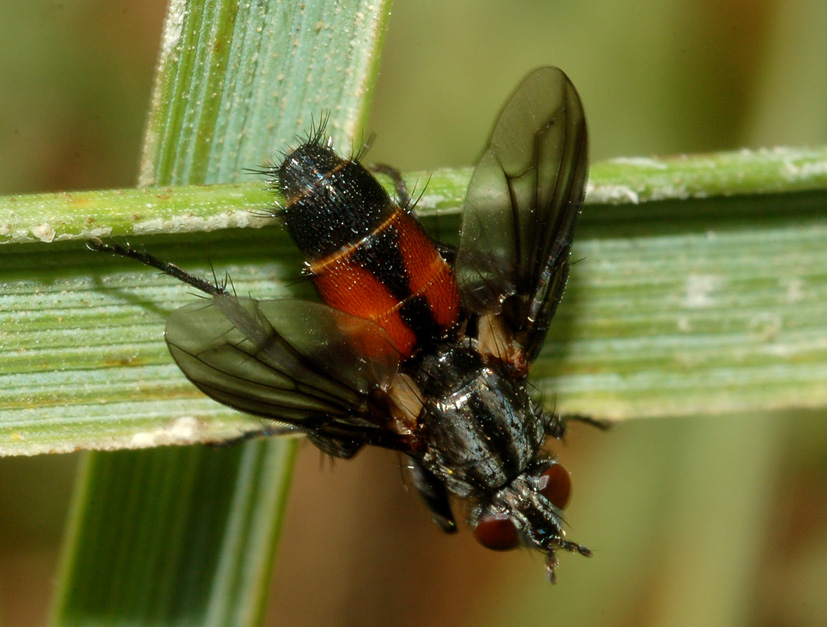 Stevenia sp. F (Rhinophoridae).