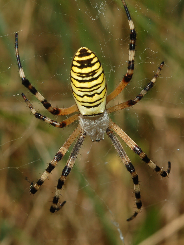 Argiope bruennichi e Argiope lobata