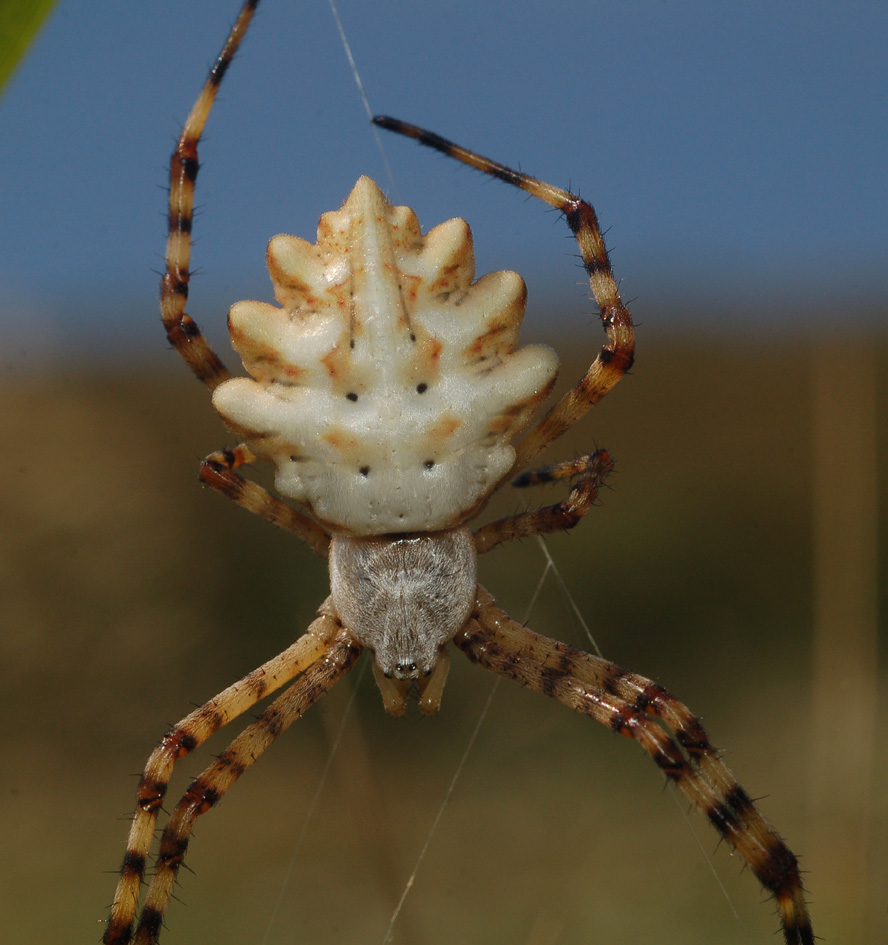 Argiope bruennichi e Argiope lobata