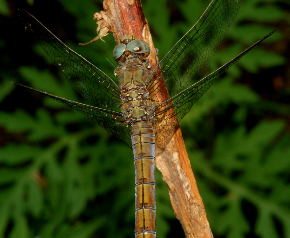 Orthetrum coerulescens, femmina?