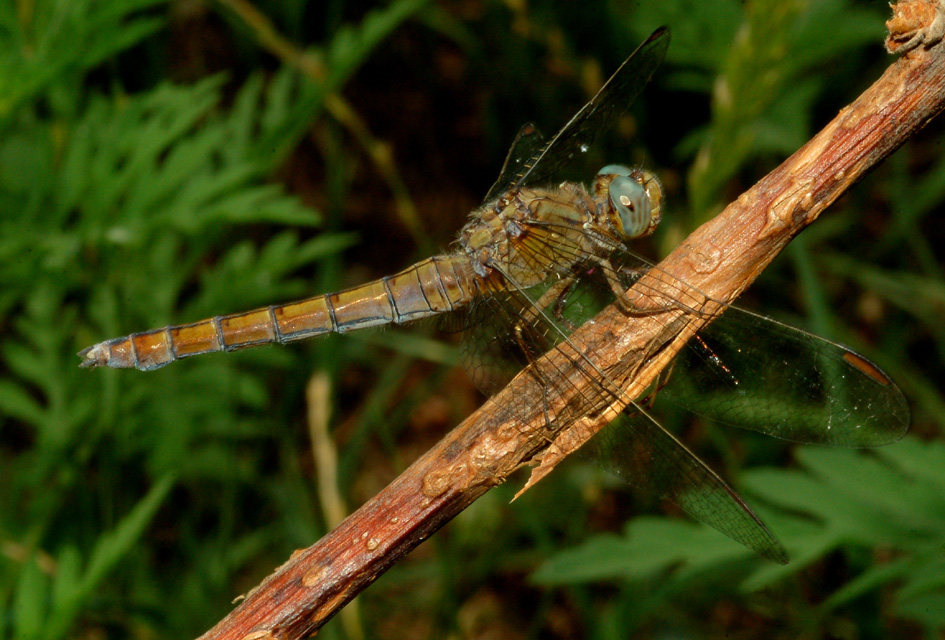 Orthetrum coerulescens, femmina?