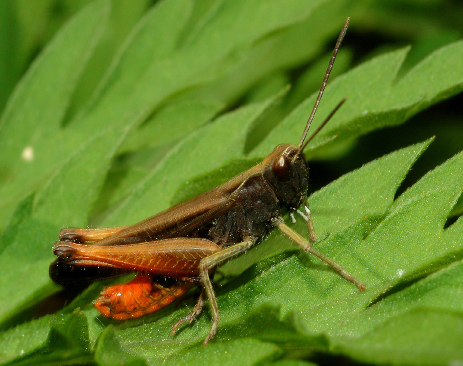 Omocestus rufipes