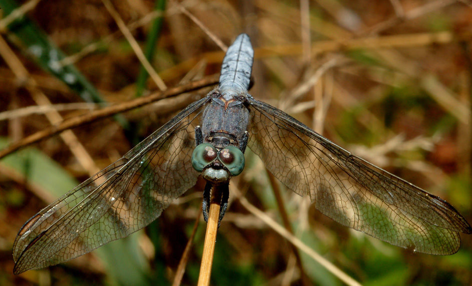 Orthetrum coerulescens, maschio?