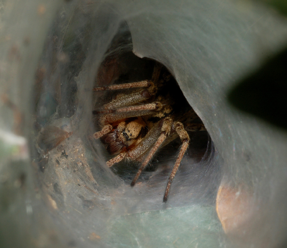 Agelena sp. o Allagelena gracilens