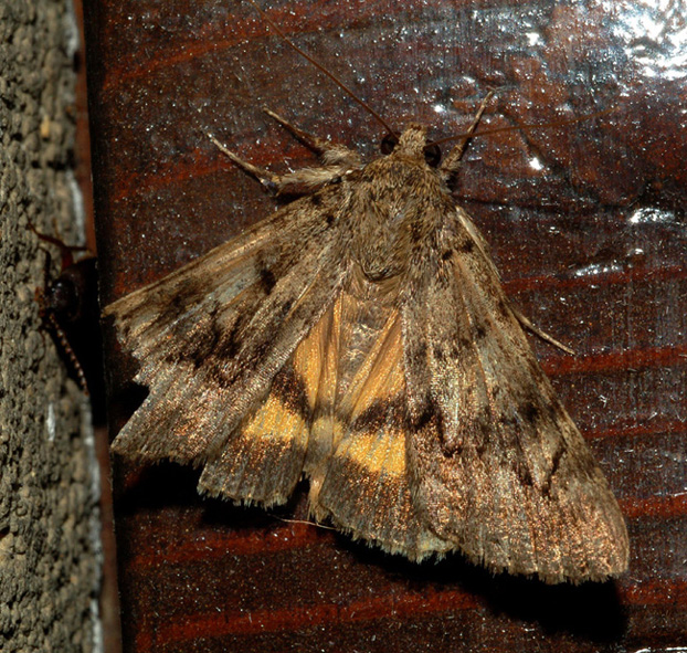 aiuto id - Catocala sp.