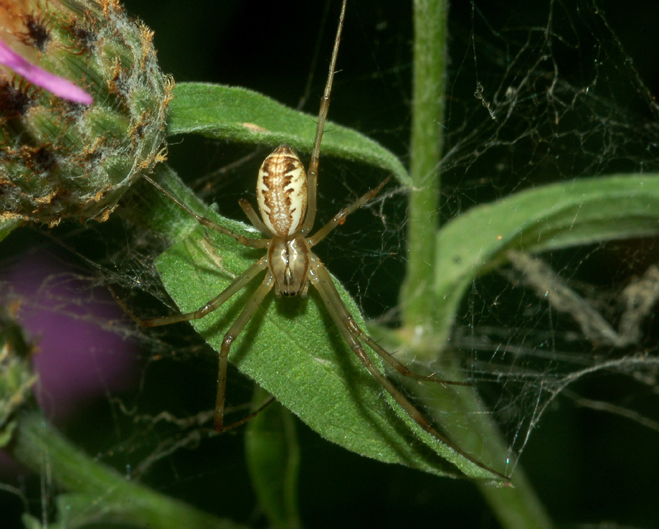 Linyphia sp.