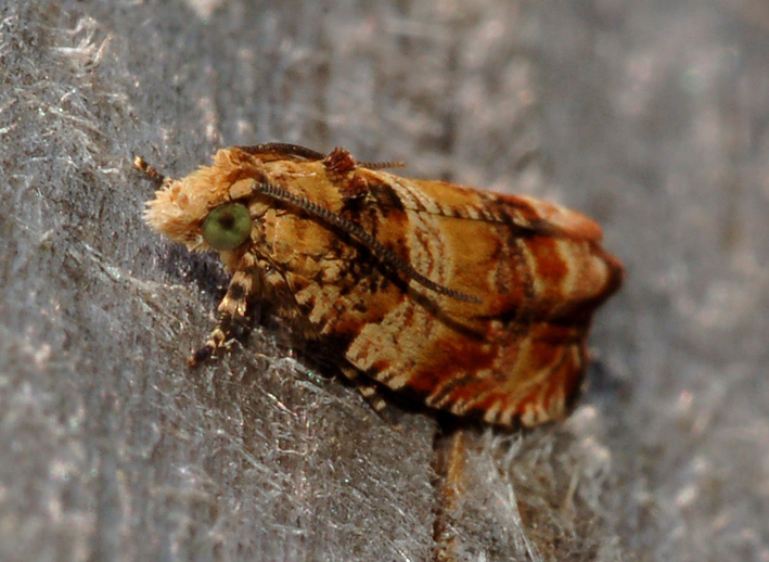 forse pyralidae?...bei colori!