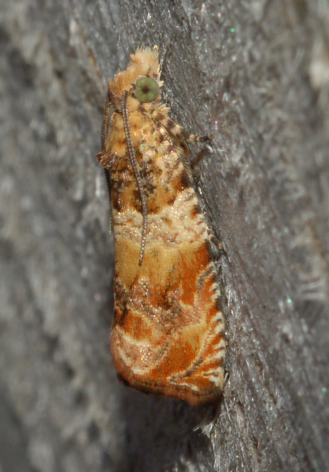 forse pyralidae?...bei colori!