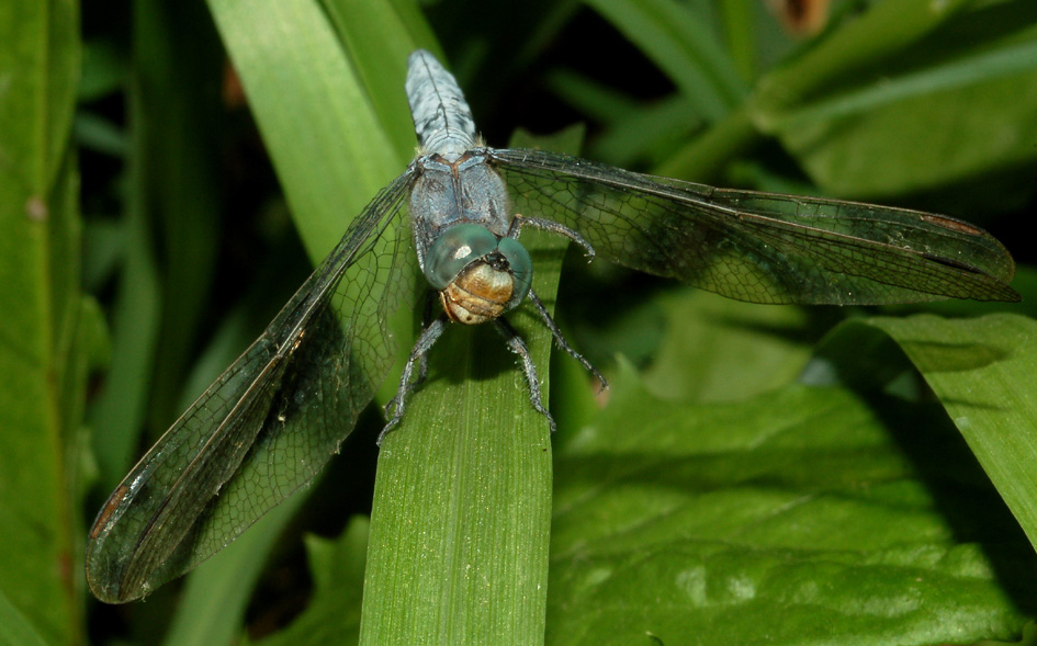 Orthetrum coerulescens, maschio?