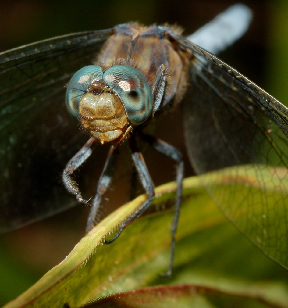 Orthetrum coerulescens, maschio?