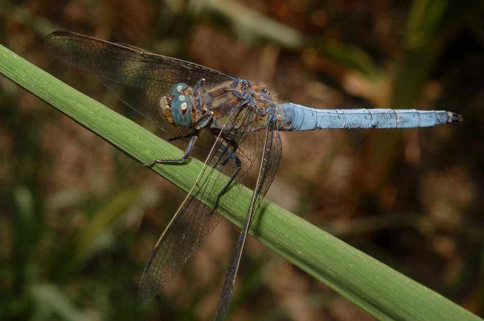 Orthetrum coerulescens, maschio?