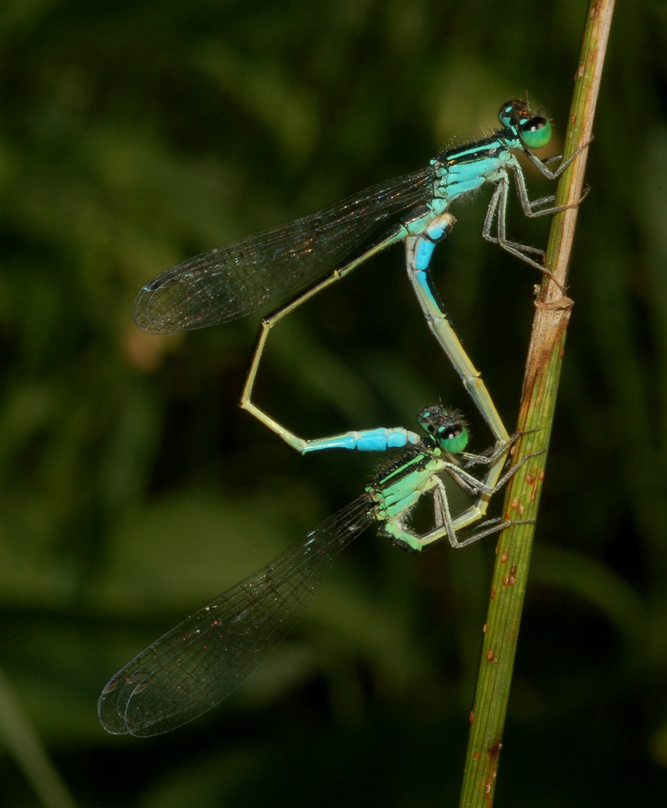 che acrobazie.... - Ischnura elegans (maschio e femmina)