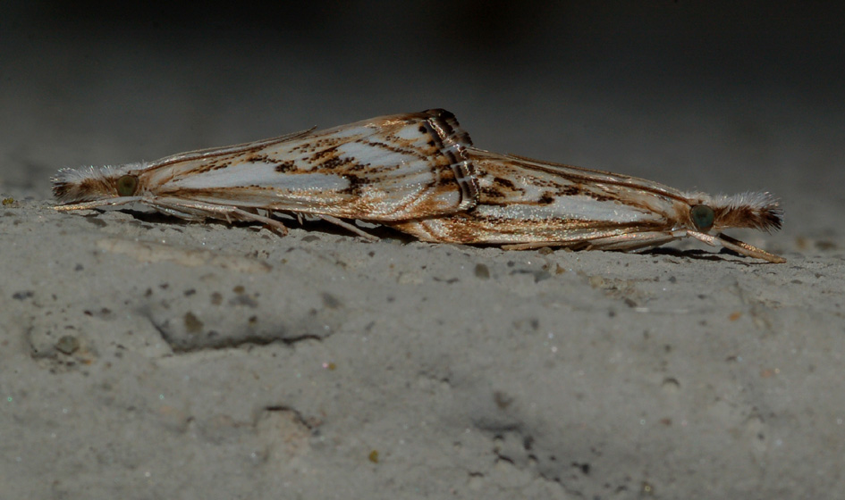 solito dubbio: pyralidae o tortricidae