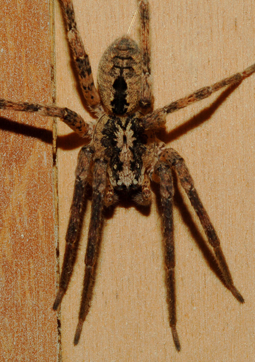 Zoropsis sp.