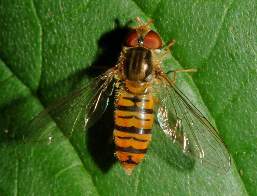 Episyrphus balteatus F (Syrphidae)