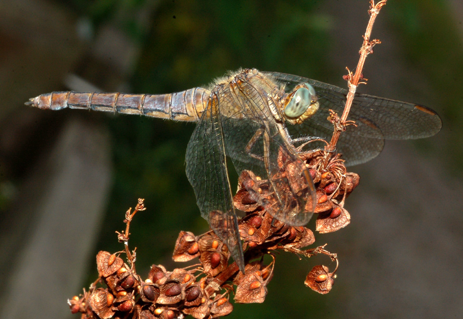 richiesta id - Orthetrum coerulescens