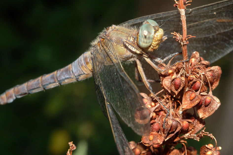 richiesta id - Orthetrum coerulescens