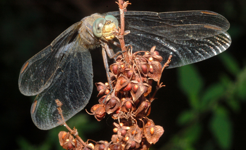 richiesta id - Orthetrum coerulescens